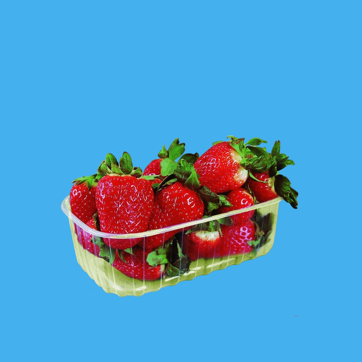 Beerenobst Schalen für 500g Pet recycelbar transparent 2.240St